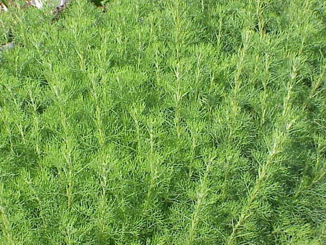 artemisia abrotanum.jpg